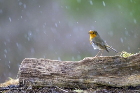 A robin (Erithacus rubecula) on a tree trunk, surrounded by gently falling rain, Hesse, Germany,