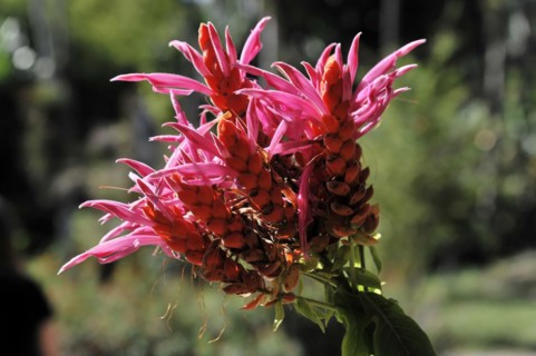 A bright pink inflorescence of a tropical plant, celosia crisstala, close-up view, PARQUE EL NICHO,