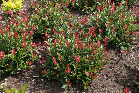 Medlar (Photinia × fraseri 'Little Red Robin')
