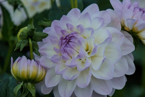 White dahlias with purple accents in close-up, surrounded by green leaves, legden, Münsterland,