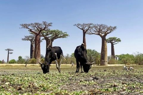 Brahma cattle (bos indicus) grazing in front of African baobabs (adansonia digitata), african