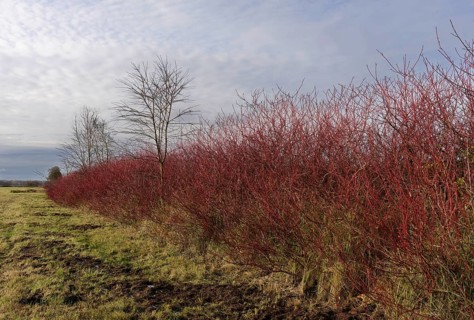 Common dogwood (Cornus sanguinea) in a field near Trebbin, Teltow-Fläming district, Brandenburg,