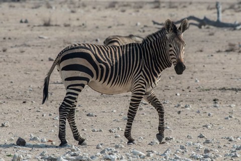 Mountain zebra (Equus zebra hartmannae), Etosha National Park, Namibia, Africa