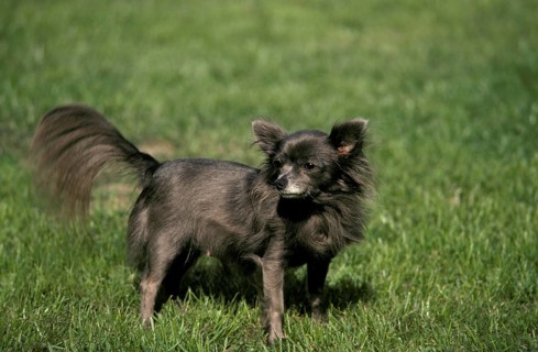 Chihuahua Dog, Adult standing on Grass