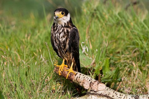 Eurasian Hobby (falco subbuteo), Adult standing on Branch, Normandy
