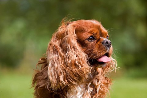 Cavalier King Charles Spaniel, Portrait of Male Dog