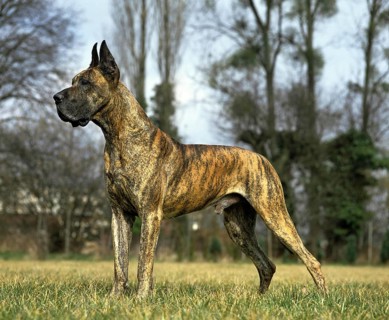 Great Dane or German Mastiff Dog, Male (Old Standard with Cut Ears)