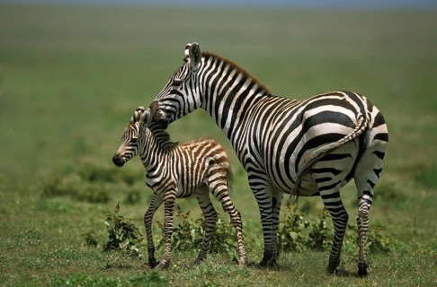 Burchell's Zebra (equus burchelli), Mother and Foal, Masai Mara Park in Kenya