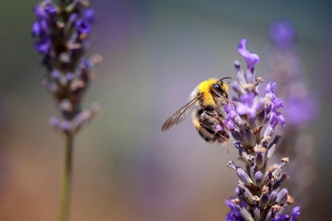 Close Up of Bumblebee on Beautiful Lavender blooming in early summer on a sunny day with soft