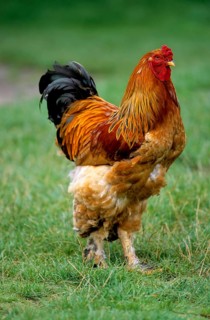 Proud rooster in the chicken yard