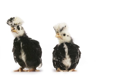 French chicken called Faverolle, chick against white background