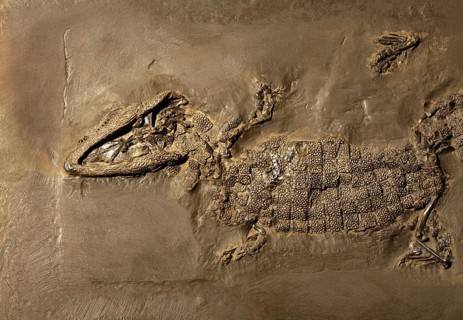 Crocodile fossil, Mine Messel, Hesse, Germany (Allognathosuchus haupti), UNESCO World Heritage