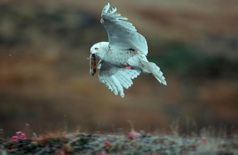 Snowy owl, female with prey, Barrow, Alaska, USA, female with prey, Nyctea scandiaca, free-ranging,