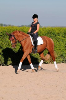 Rider and Westfalian warmblood, dressage training, Westfalian warmblood, German warmblood,