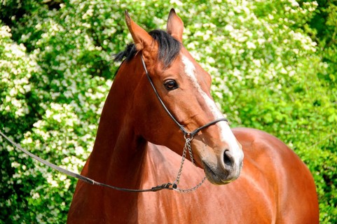 Achal-Tekkiner, Stallion, Halter