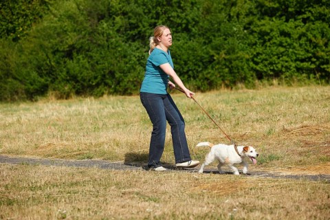Woman with Parson Russell Terrier, dog pulling on leash, Parson Jack Russell Terrier, dog leash,