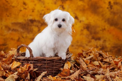Maltese, puppy, 6 months, autumn leaves, basket