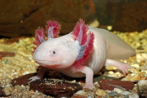 Mexican axolotl (Ambystoma mexicanum), Mexican axolotyl