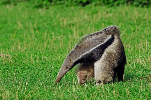 Giant anteater (Myrmecophaga tridactyla)