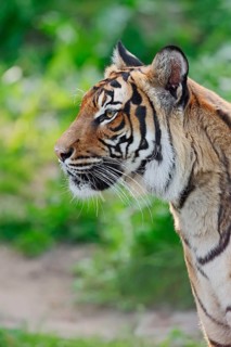 Malayan Tiger (Panthera tigris jacksoni)