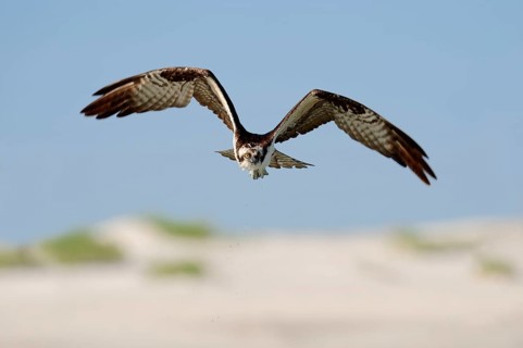 Osprey (Pandion haliaetus), Florida, USA, North America