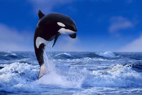 Orca, killer whale (Orcinus orca), Orka (animals) (outdoor) (adult) (movement) (motion) (jump)