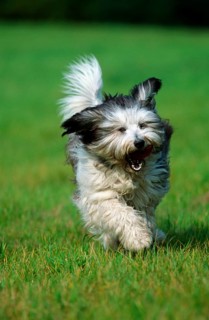Polish Lowland Sheepdog, PON, Polski Owczarek Nizinny