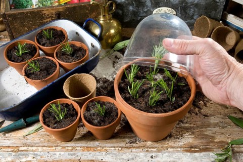 Rosemary (Rosmarinus officinalis), cuttings, rosemary cuttings, cultivation, flower pot with cover