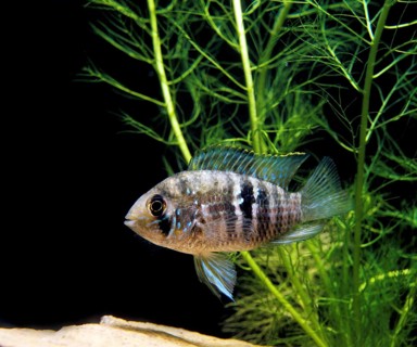 Blue acara (aequidens pulcher) (Aequidens pulcher), Blue spotted cichlid, Other animals, Fish,