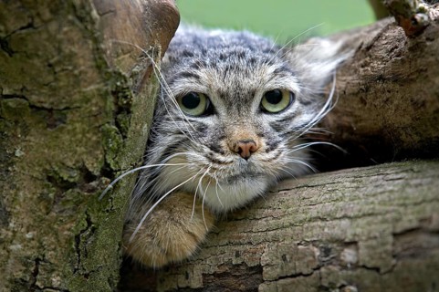 Pallas's cat (otocolobus manul) or Pallas' cat, portrait of an adult