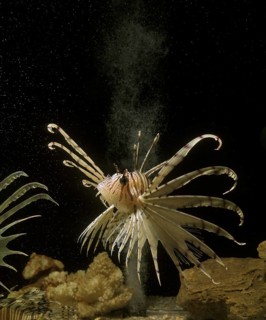 Red Lionfish (pterois volitans), Pacific Lionfish, Scorpionfish, Scorpionfish, Other Animals, Fish,
