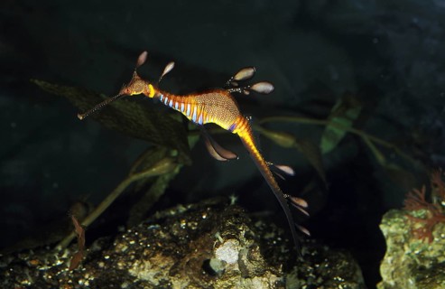 Sea dragon, Small ragged fish, Small ragged fish, Other animals, Fish, Animals, Sea needles, Weedy