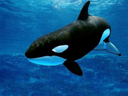 Killer Whale (orcinus orca), Adult