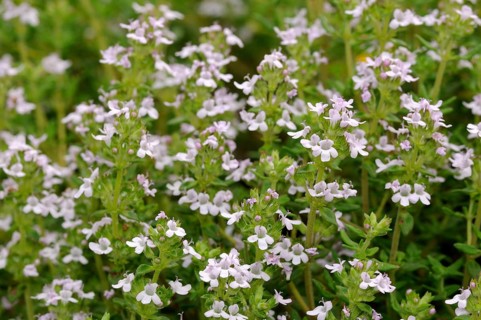 Broad-leaved thyme (Thymus pulegioides)