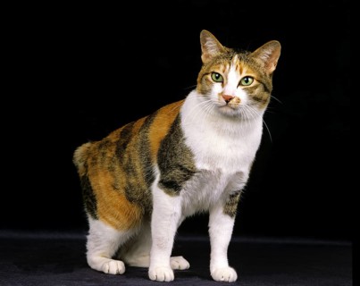 Japanese bobtail domestic cat against black background