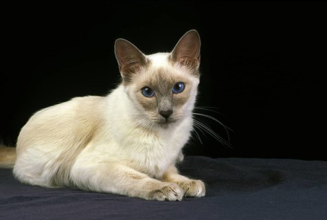 Balinese domestic cat, adult lying against black bakcground