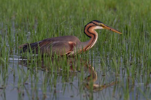 Purple heron (Ardea purpurea), Heron, Greece, Europe