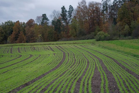 Fresh green seeds in the field, Obersontheim, Swabian-Franconian Forest nature park Park,