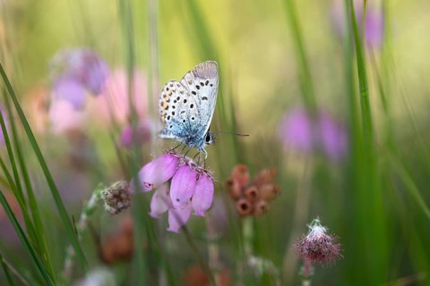Silver-studded blue (Plebejus argus), perching on cross-leaved heath (Erica tetralix), moor, Lower