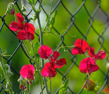 Red vetch flowering by the garden fence, Vetches (Vicia)