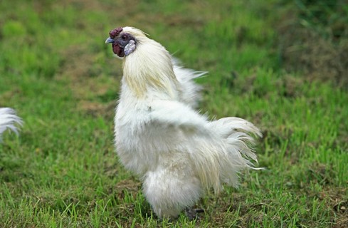 Domestic fowl called Negre Soie, hen standing on grass