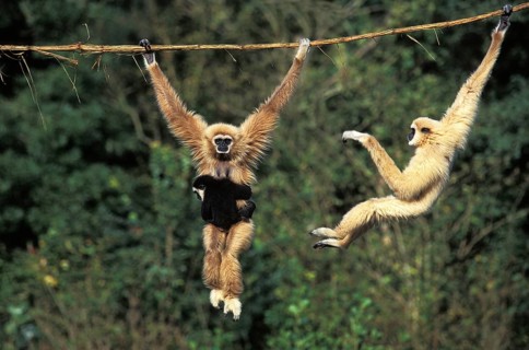 White-handed gibbon (hylobates lar), female with young, hanging from vine