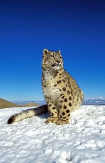 Snow leopard or ounce, uncia uncia, adult on snow