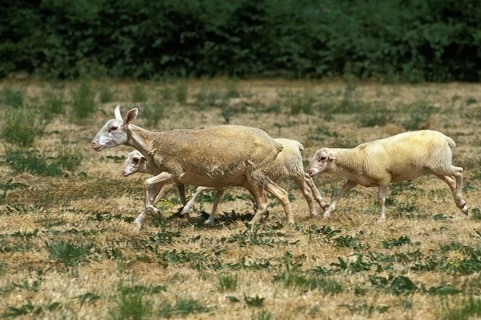 Lacaune sheep, a French breed that produces milk for Roquefort cheese, herd