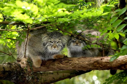 Pallas's cat (Otocolobus manul) OR PALLAS CAT, PAIR ON BRANCH UNDER BLADE CONNECTION