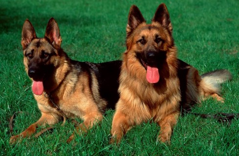 German Shepherds, stockhaired and long-haired, German Shepherd Dog, Old German Shepherd Dog