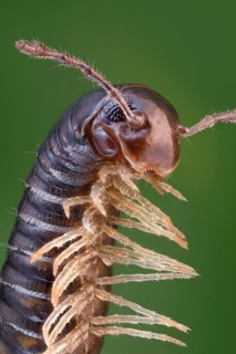 Close-up of an erecting millipede (Tachypodoiulus niger)