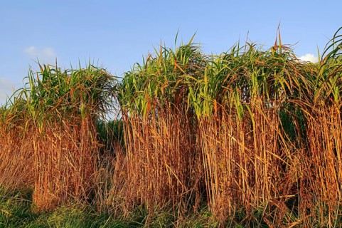 Giant Chinese Silver Grass (Miscanthus floridulus), Japanese Silver Grass, Japanese Silvergrass