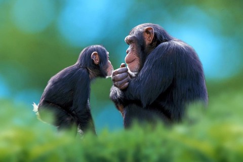 Chimpanzee (Pan troglodytes) with young, Chimpy, side