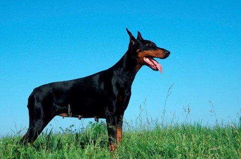 Doberman Pinscher, cropped ears, bitch